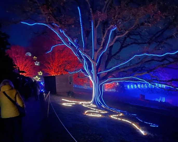 tree lit with laser lights